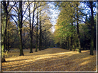 foto Parco Karlsaue in Autunno